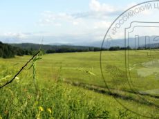 Дыбка-степная_стация